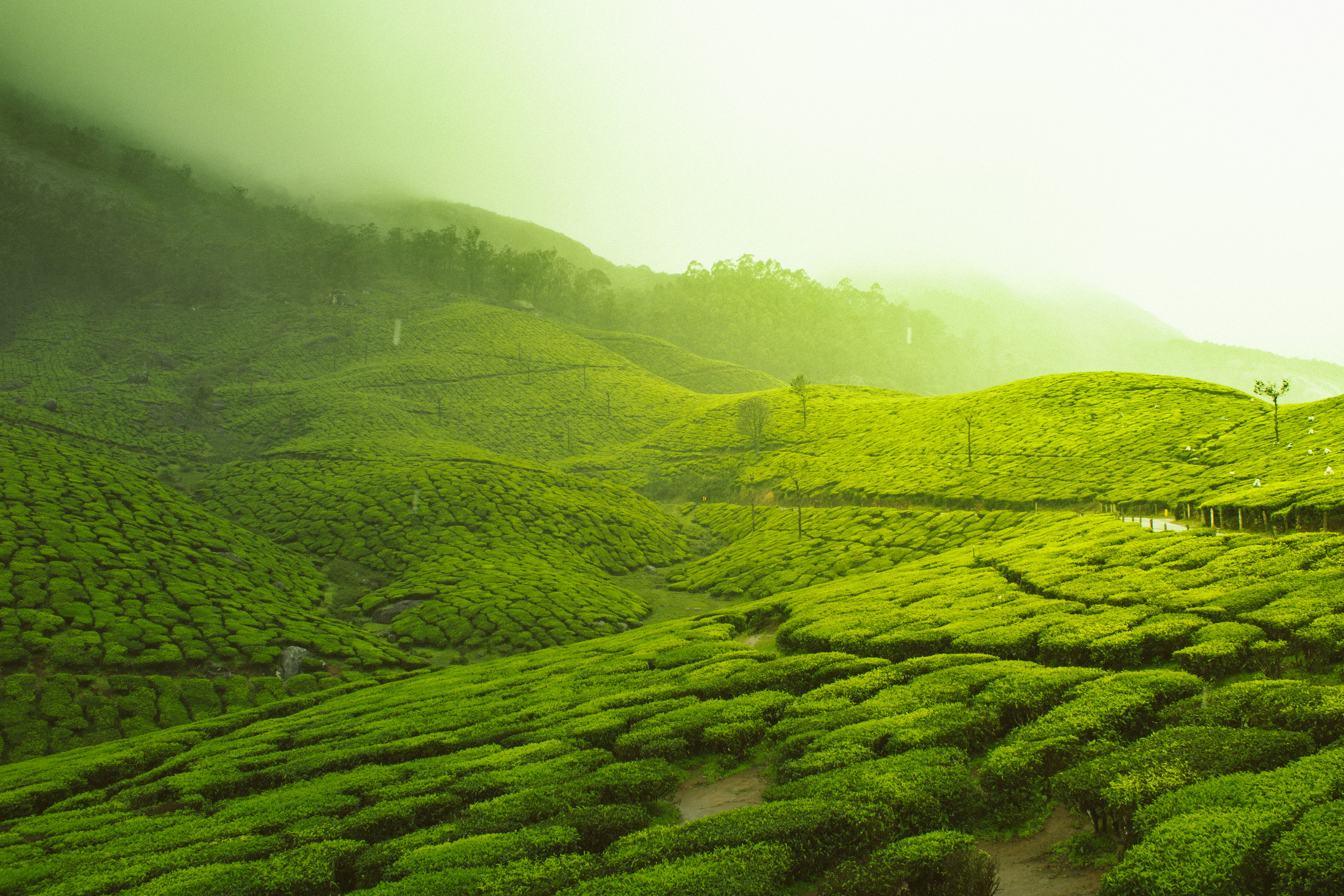 Tea Field
